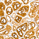LAP3 Antibody in Immunohistochemistry (Paraffin) (IHC (P))