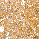 LAP3 Antibody in Immunohistochemistry (Paraffin) (IHC (P))