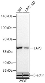 LAP3 Antibody in Western Blot (WB)