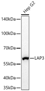 LAP3 Antibody in Western Blot (WB)