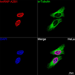 hnRNP A2B1 Antibody in Immunocytochemistry (ICC/IF)