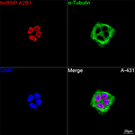 hnRNP A2B1 Antibody in Immunocytochemistry (ICC/IF)