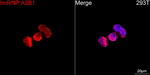 hnRNP A2B1 Antibody in Immunocytochemistry (ICC/IF)