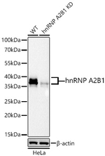 hnRNP A2B1 Antibody in Western Blot (WB)