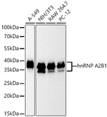 hnRNP A2B1 Antibody in Western Blot (WB)