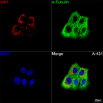 OAT Antibody in Immunocytochemistry (ICC/IF)