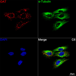 OAT Antibody in Immunocytochemistry (ICC/IF)