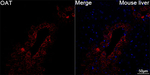 OAT Antibody in Immunohistochemistry (Paraffin) (IHC (P))