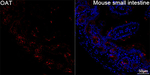 OAT Antibody in Immunohistochemistry (Paraffin) (IHC (P))