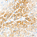 OAT Antibody in Immunohistochemistry (Paraffin) (IHC (P))