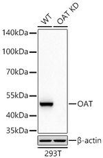 OAT Antibody in Western Blot (WB)