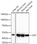 OAT Antibody in Western Blot (WB)