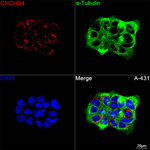 CHCHD4 Antibody in Immunocytochemistry (ICC/IF)