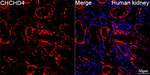 CHCHD4 Antibody in Immunohistochemistry (Paraffin) (IHC (P))