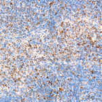 CHCHD4 Antibody in Immunohistochemistry (Paraffin) (IHC (P))