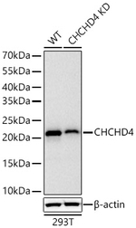 CHCHD4 Antibody in Western Blot (WB)
