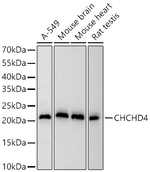 CHCHD4 Antibody in Western Blot (WB)
