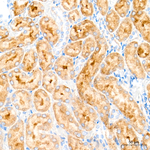 MECR Antibody in Immunohistochemistry (Paraffin) (IHC (P))
