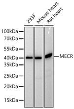 MECR Antibody in Western Blot (WB)