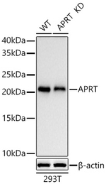APRT Antibody in Western Blot (WB)