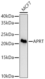 APRT Antibody in Western Blot (WB)