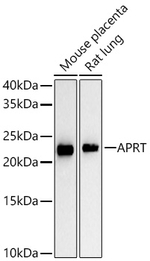 APRT Antibody in Western Blot (WB)