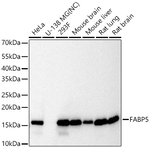 FABP5 Antibody in Western Blot (WB)