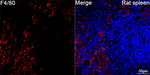 F4/80 Antibody in Immunohistochemistry (Paraffin) (IHC (P))