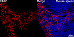 F4/80 Recombinant Rabbit Monoclonal Antibody (0O8G1)