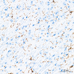 F4/80 Antibody in Immunohistochemistry (Paraffin) (IHC (P))