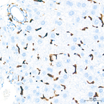 F4/80 Antibody in Immunohistochemistry (Paraffin) (IHC (P))
