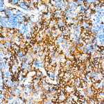 F4/80 Antibody in Immunohistochemistry (Paraffin) (IHC (P))