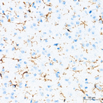 F4/80 Antibody in Immunohistochemistry (Paraffin) (IHC (P))