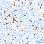 F4/80 Antibody in Immunohistochemistry (Paraffin) (IHC (P))