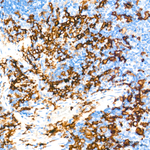 F4/80 Antibody in Immunohistochemistry (Paraffin) (IHC (P))