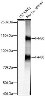 F4/80 Antibody in Western Blot (WB)