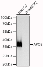 APOE Antibody in Western Blot (WB)