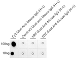 Cy3 Antibody in Dot Blot (DB)