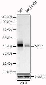 MCT1 Antibody in Western Blot (WB)