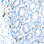 cAMP Antibody in Immunohistochemistry (Paraffin) (IHC (P))