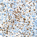 cAMP Antibody in Immunohistochemistry (Paraffin) (IHC (P))