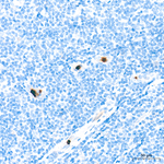 cAMP Antibody in Immunohistochemistry (Paraffin) (IHC (P))