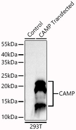 CAMP Antibody in Western Blot (WB)