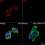IRF3 Recombinant Rabbit Monoclonal Antibody (8E5D3)