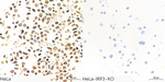 IRF3 Antibody in Immunocytochemistry (ICC/IF)