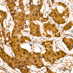 IRF3 Antibody in Immunohistochemistry (Paraffin) (IHC (P))