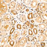 IRF3 Antibody in Immunohistochemistry (Paraffin) (IHC (P))