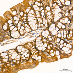 IRF3 Antibody in Immunohistochemistry (Paraffin) (IHC (P))