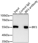 IRF3 Antibody in Immunoprecipitation (IP)