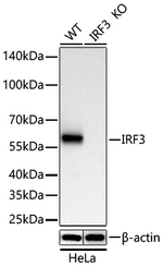 IRF3 Antibody in Western Blot (WB)